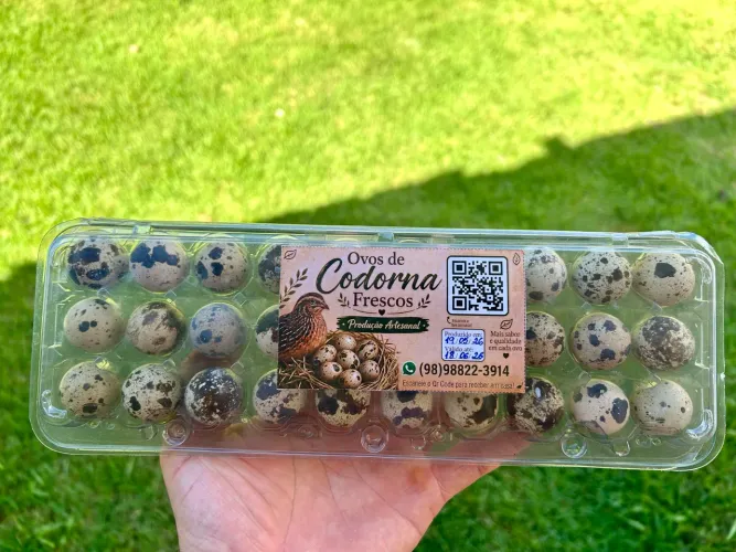 Ovos de codorna