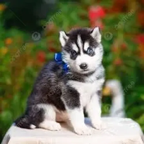 Husky siberiano