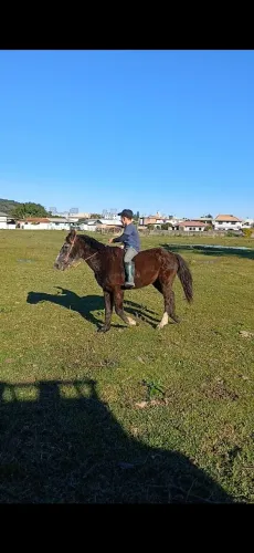 Cavalo pra iniciantes
