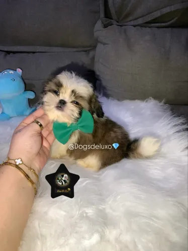Filhote de Shih-Tzu com pedigree! Em 10X SEM JUROS.