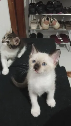 Doação de gatinhos
