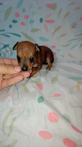Pinscher zerinho macho ( minúsculo)