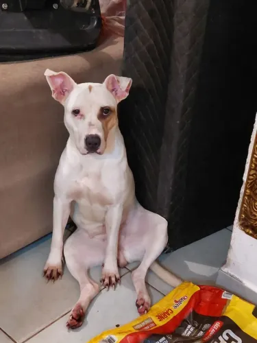 Doação de pitmonster 