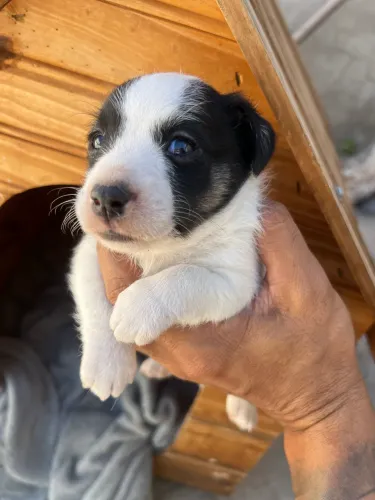 Jack Russell Terrier Padrão CBKC - Filhotes Lindos