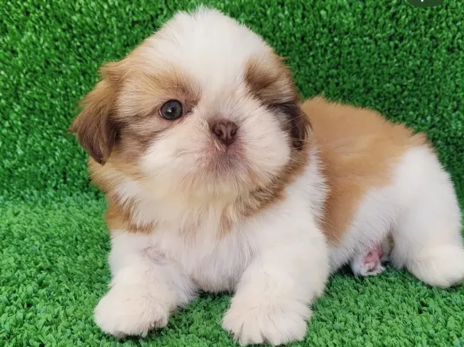 Filhote de shih Tzu macho