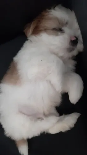 Lhasa Apso maravilhosa