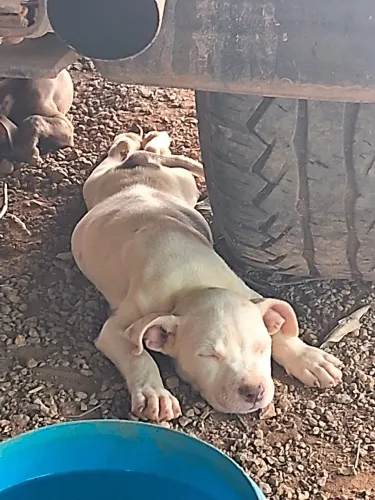Vendo filhote de Pitbull monster chama no zap * venha escolher o seu  pix 300,00