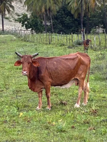 Vendo Gado 