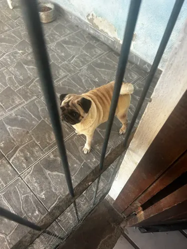Procura-se um bug pra cruzar