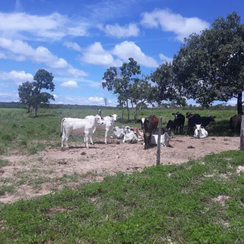 Fazenda 1.700hec em são Francisco de minas, aceita permuta em imóveis. 28 milhões.