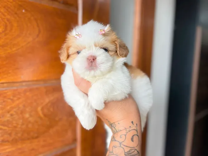 Belíssima fêmea de shih tzu com Pedigree 