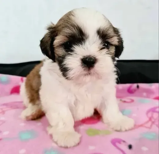 Lhasa Apso Filhotes Desejados.