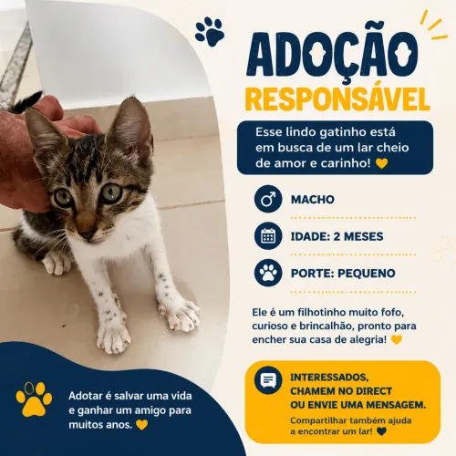Gatinho para adoção