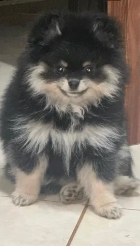 Lulu Black and tan macho 8 meses anao
