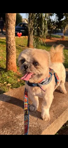 Vende se filhotes de Lhasa