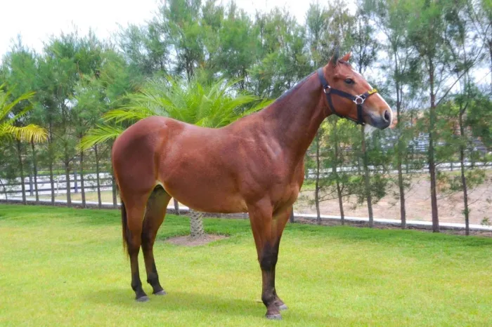 Cavalo QM puro com documento