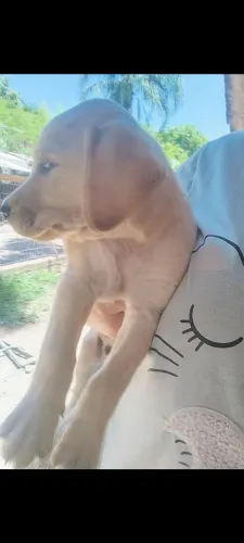 Filhotes labrador