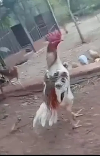 Frango body