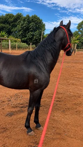 Cavalo