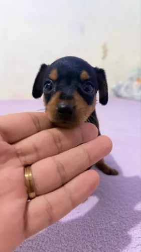 Pinscher zerinho macho