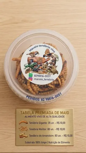 Maceió tenébrios vivos 