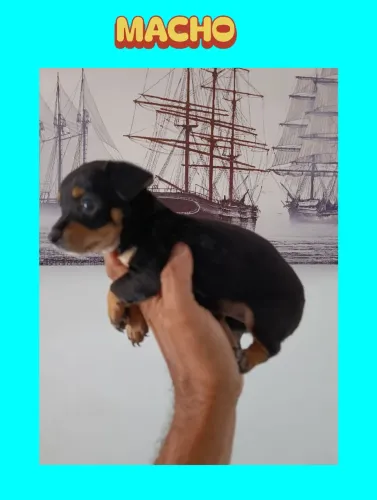 Pinscher macho lindo