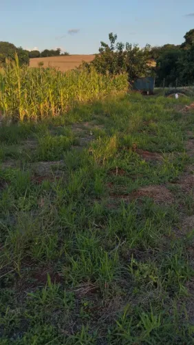 Vende-se ou Aluga-se Terreno Rural - Divisa Marialva/Mandaguari
