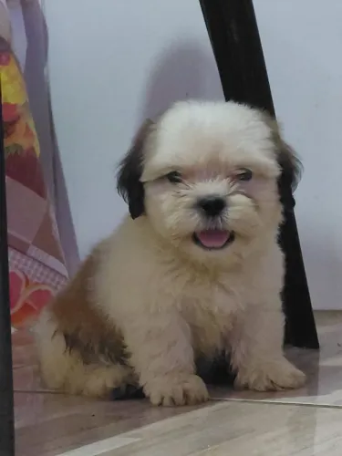 Vendo lindos Filhotes Shitzu