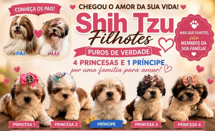 VRNDA DE FILHOTES SHIH TZU