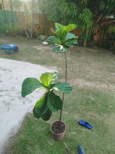 Planta para escritório.. empresa .etc decoração.