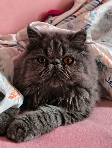Gato persa macho