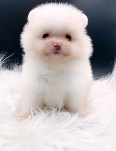 Lulu da Pomerania