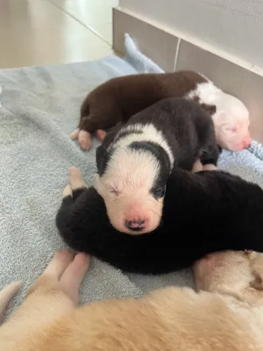 Filhotes De Border Collie disponíveis