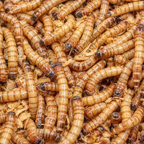 Tenébrio gigante alimento para pássaros e galinhas
