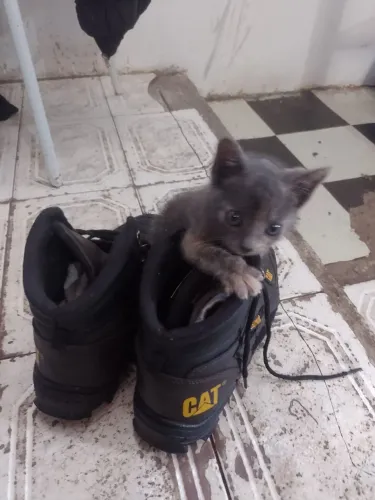 Gata para adoção
