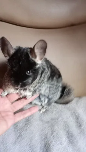 CHINCHILA MACHO BLEK VALVERDE 1 ANO 500 REAIS