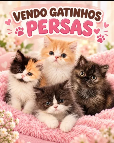 Gatinhos persas
