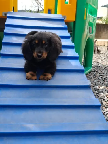 Dachshund