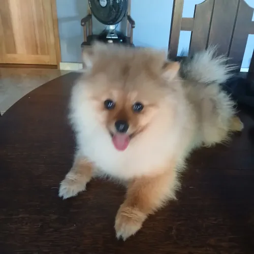 Cachorro