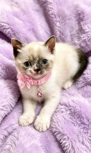 Gato fêmea snowshoe  com 50 dias 