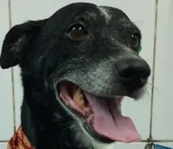 Cuidador de Pets
