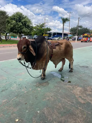 Mini boi, manso