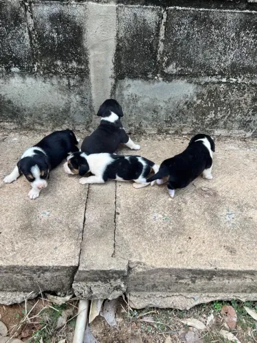 Doação de filhotes