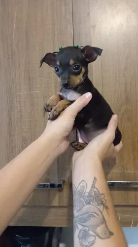 Filhote de Pinscher Fêmea com pedigree 