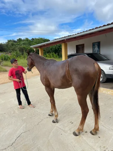 Égua pra vender 