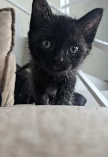 Gato Para doação 