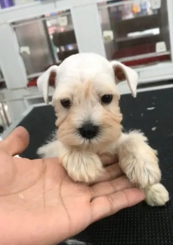 Mini schnauzer 