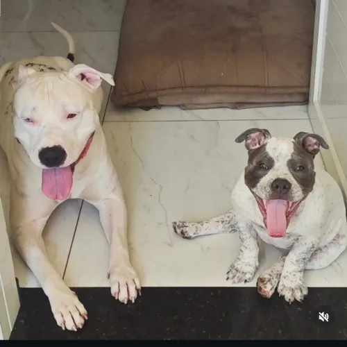 Filhote de Pitbull com American bully
