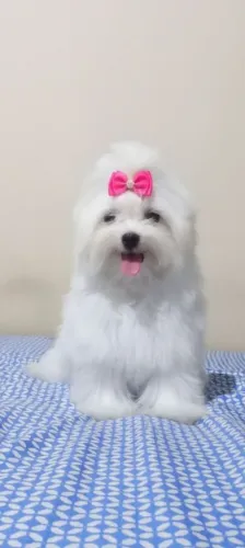Maltês fêmea sete meses 