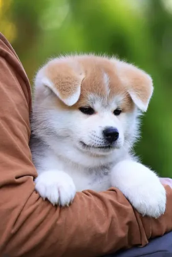 Akita Inu,Akita Inu Filhote Selecionado Alta Procedência